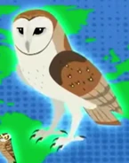 Barn Owl (Tyto alba)