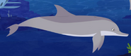 Common Bottlenose Dolphin (Tursiops truncatus)