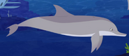 Bottlenose dolphin (Tursiops truncatus)