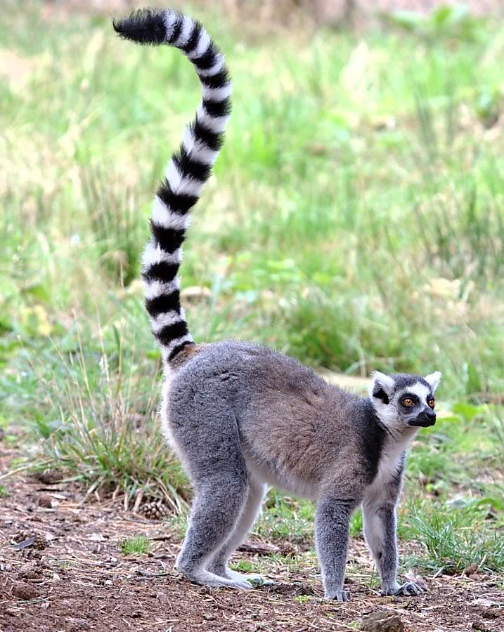 Ring-tailed Lemur (Lemur catta), Isalo National Park, Madagascar |  GRID-Arendal