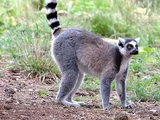Ring-tailed Lemur