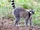 Ring-tailed Lemur