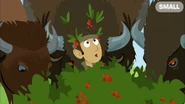 Chris in his buffalo berry bush disguise, surrounded by bison.