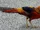 Golden Pheasant