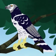 Harpy Eagle (Harpia harpyja)