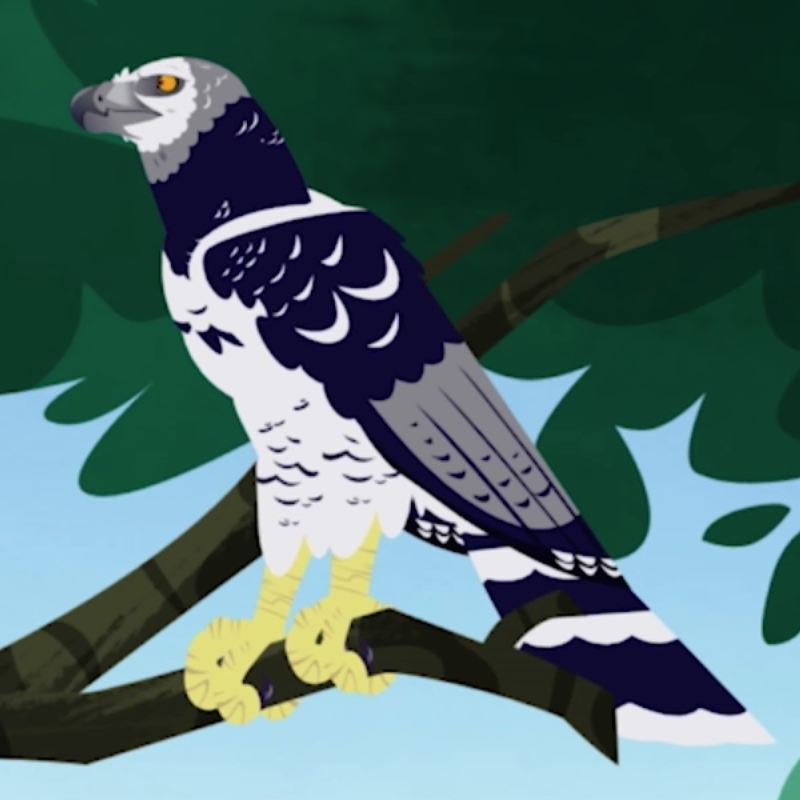 Harpy Eagle, Animals Wiki