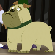 English Bulldog (Canis lupus familiaris)