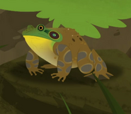 American bullfrog (Lithobates catesbeianus)
