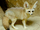 Fennec Fox