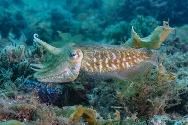 Common cuttlefish (Sepia officinalis) - MarLIN - The Marine Life  Information Network