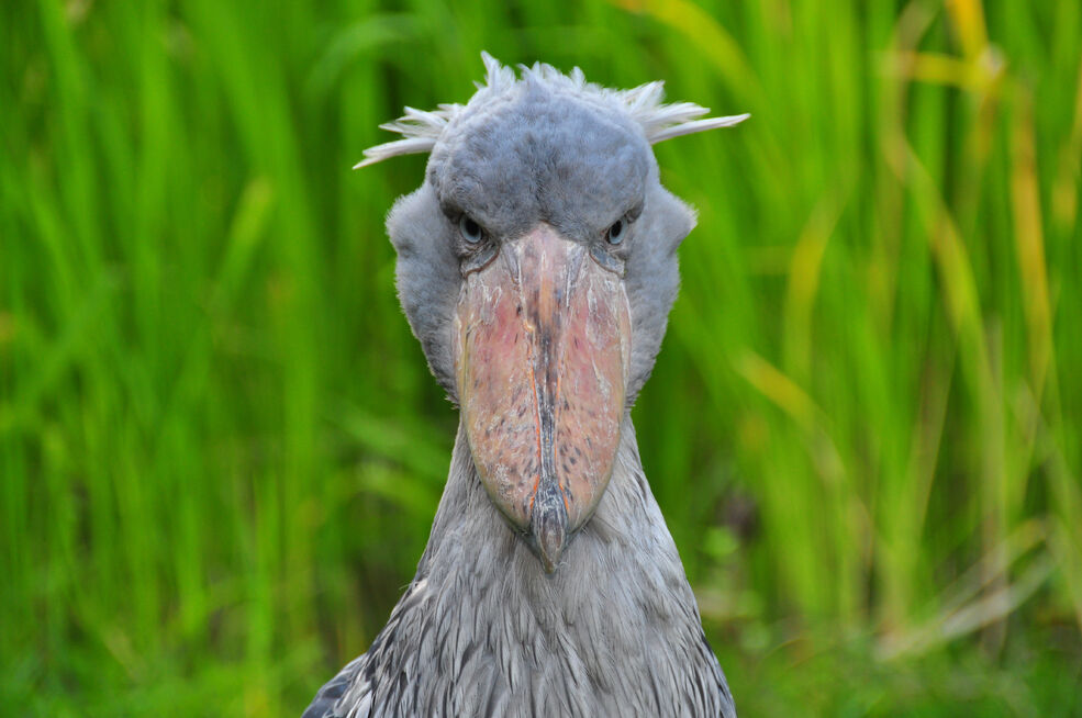 特撮 Shoebill 13