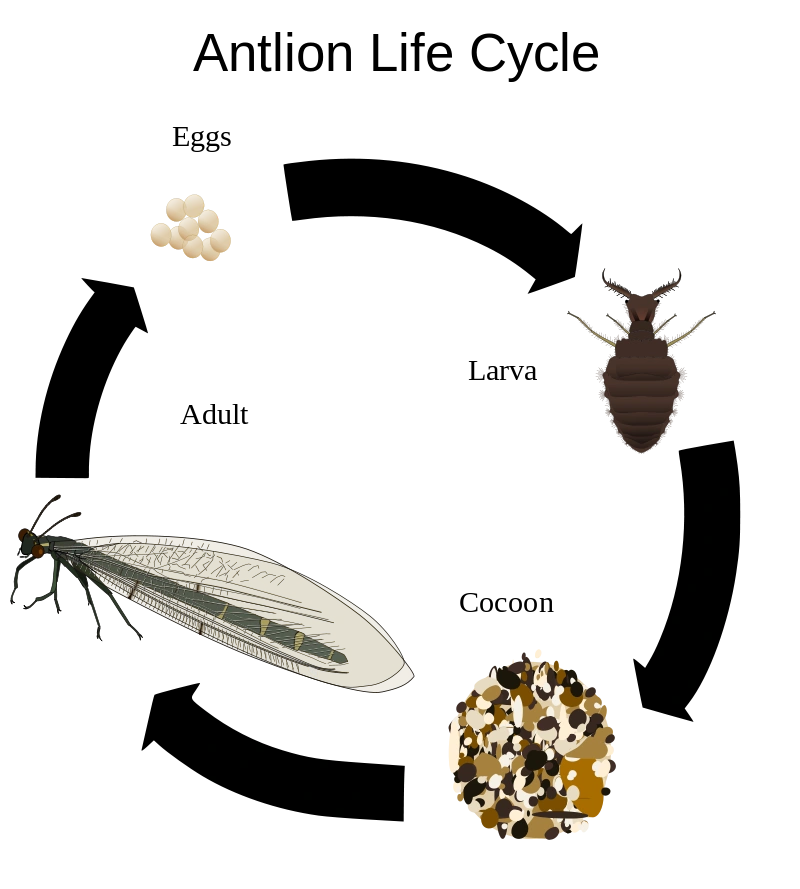 Ant Lion-Wild Kratts preview | Wild Kratts Fanon Wiki | Fandom