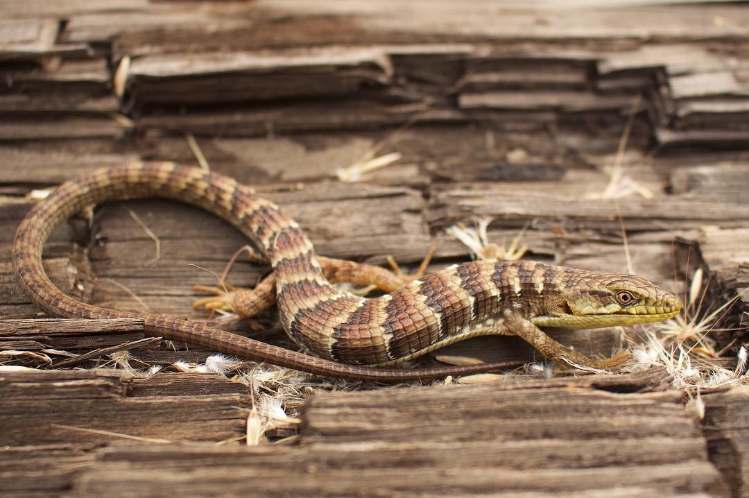 Alligator lizard power | Wild Kratts Fanon Wiki | Fandom