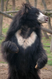 Sloth bear stand