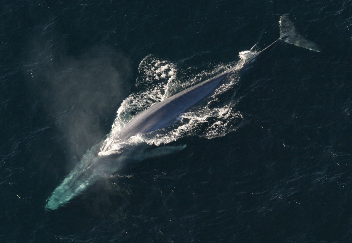 Blue Whale mission | Wild Kratts Fanon Wiki | Fandom