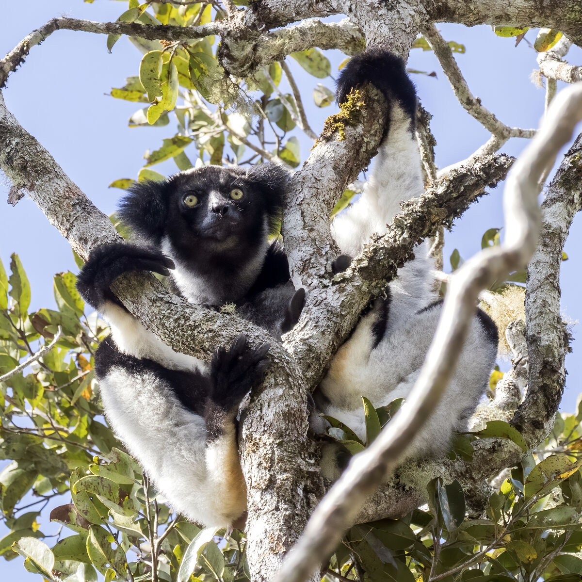 Wild kratts-Indri rescue | Wild Kratts Fanon Wiki | Fandom