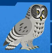 Owl odyssey-wild kratts preview | Wild Kratts Fanon Wiki | Fandom