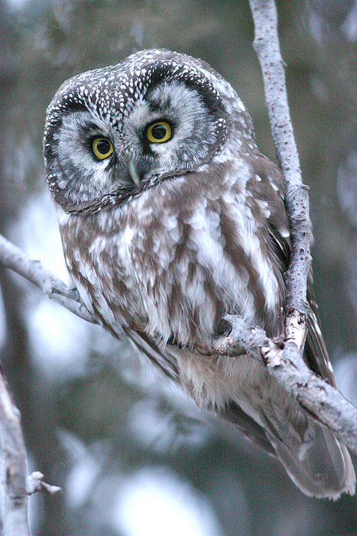 Boreal owl-wild kratts preview | Wild Kratts Fanon Wiki | Fandom