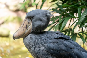 特撮 Shoebill Shoebill | New ideas by Matt Weaver Wiki | Fandom
