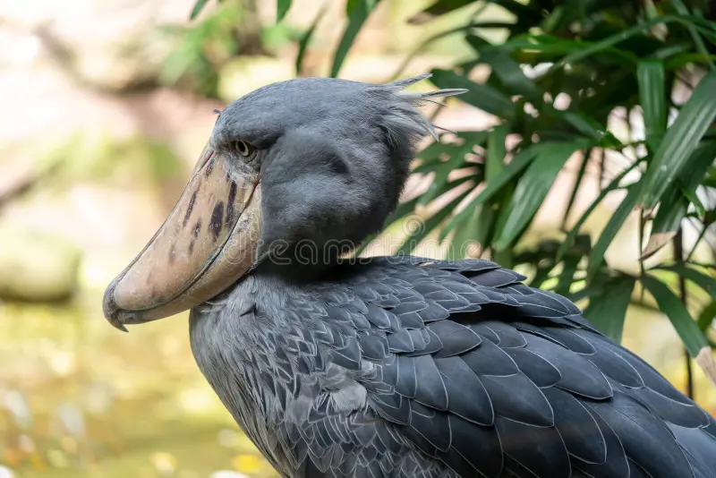 特撮 Shoebill latest?cb=20241103144406