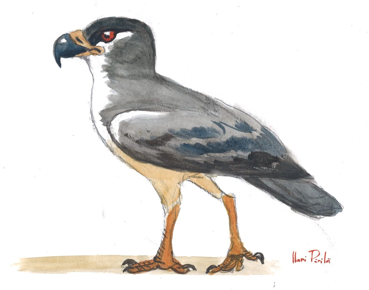 Danielsraptor rescue-Jurassic Kratts | Wild Kratts Fanon Wiki | Fandom