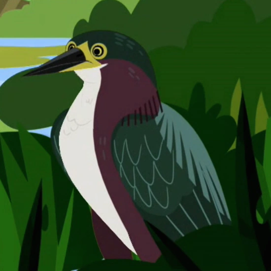 Green heron, big deal-wild kratts new | Wild Kratts Fanon Wiki | Fandom