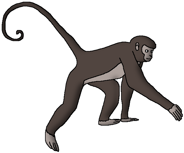 Geoffroy's Spider Monkey | Wildlife Animal Pedia Wiki | Fandom