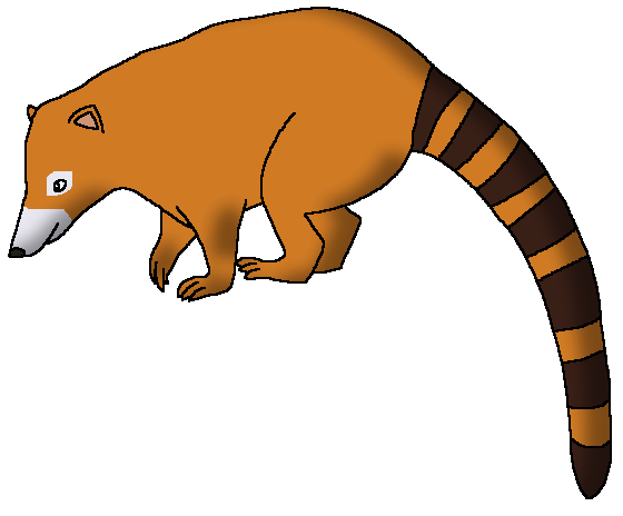South American Coati | Wildlife Animal Pedia Wiki | Fandom