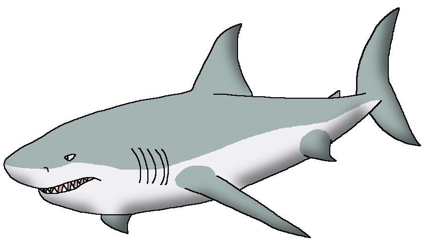 Great white sharks: The world's largest predatory fish