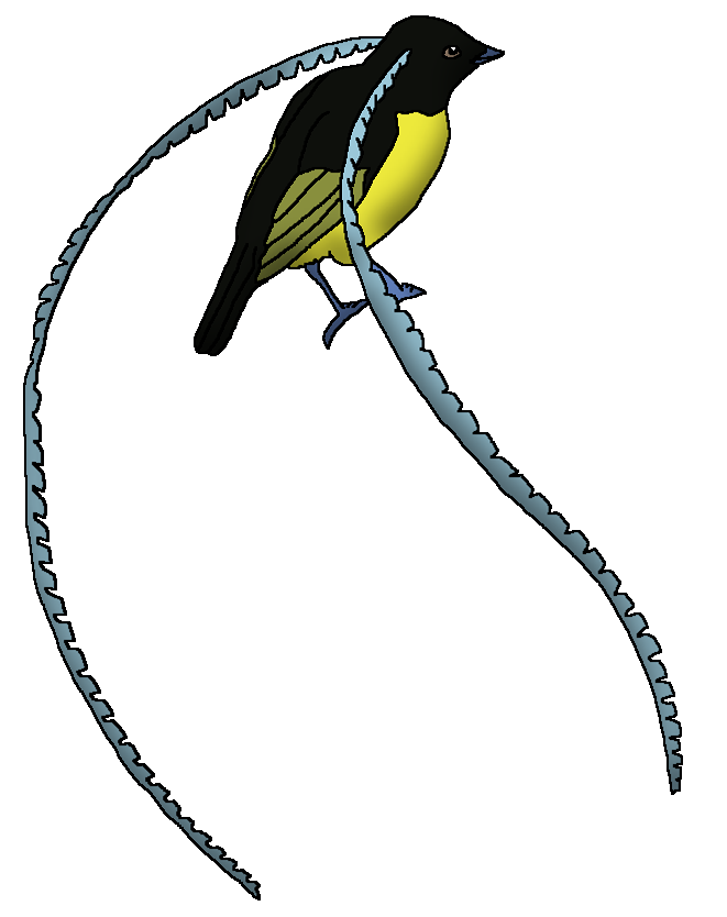 King of Saxony Bird-of-Paradise | Wildlife Animal Pedia Wiki | Fandom