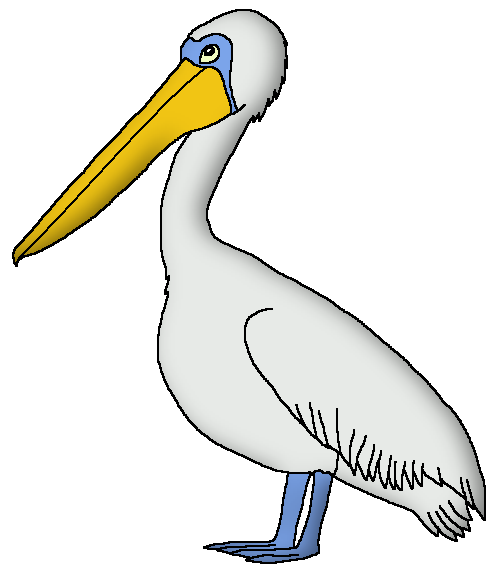 Australian Pelican | Wildlife Animal Pedia Wiki | Fandom