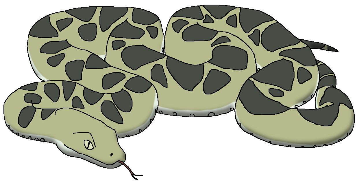 Boa constrictor, Description, Size, Subspecies, & Facts