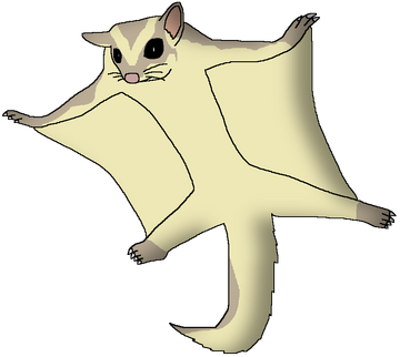 Sugar glider cheap flying squirrel