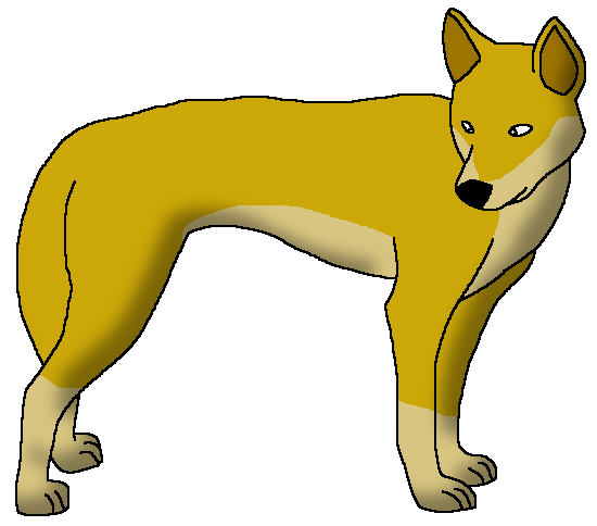 Dingo DNA study shows most of the Victorian dingoes are pure bred