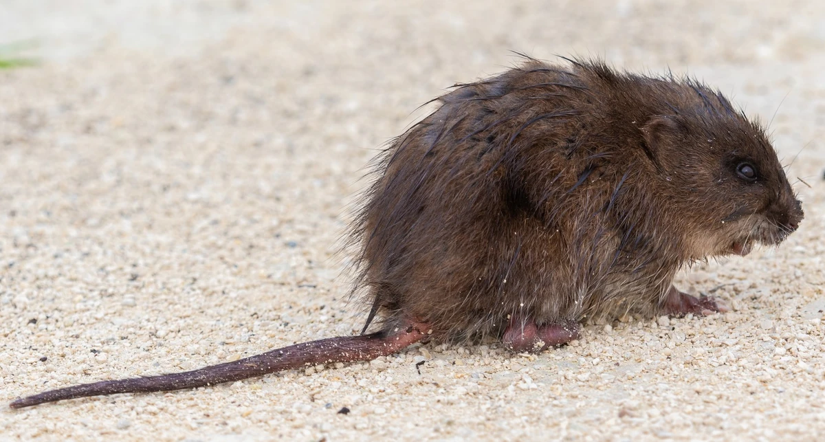 Neofiber alleniRoundtailed Muskrat Wildlife of the American South