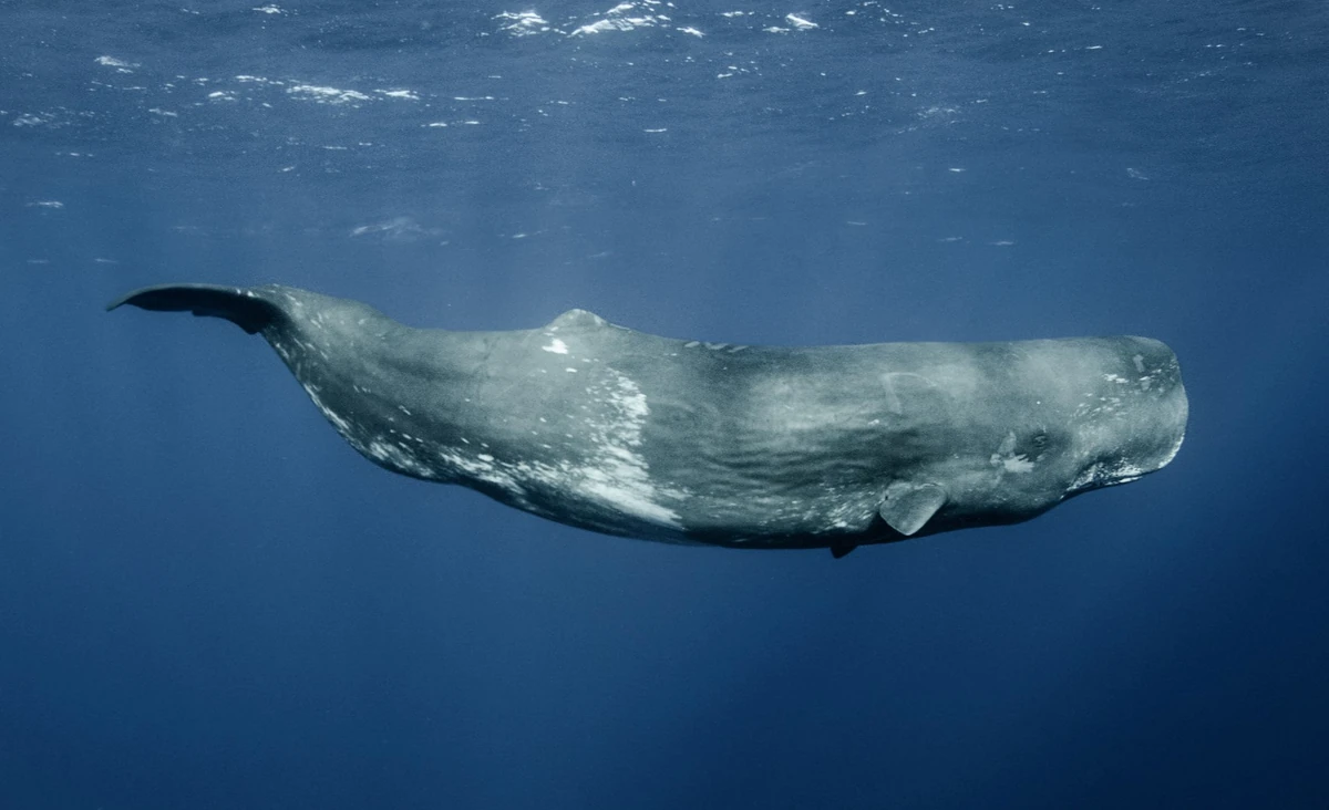 Physeter macrocephalus-Sperm Whale | Wildlife of the American South ...