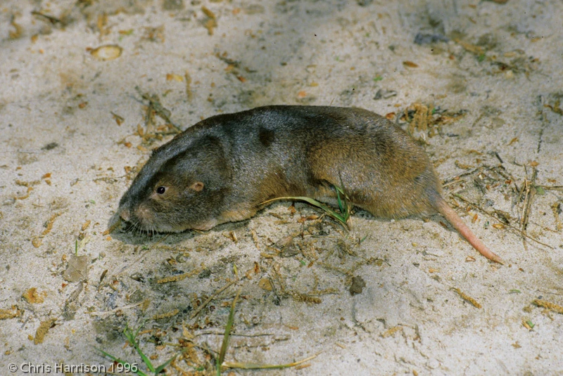 Geomys brevicepsBaird's Pocket Gopher Wildlife of the American South Wiki Fandom