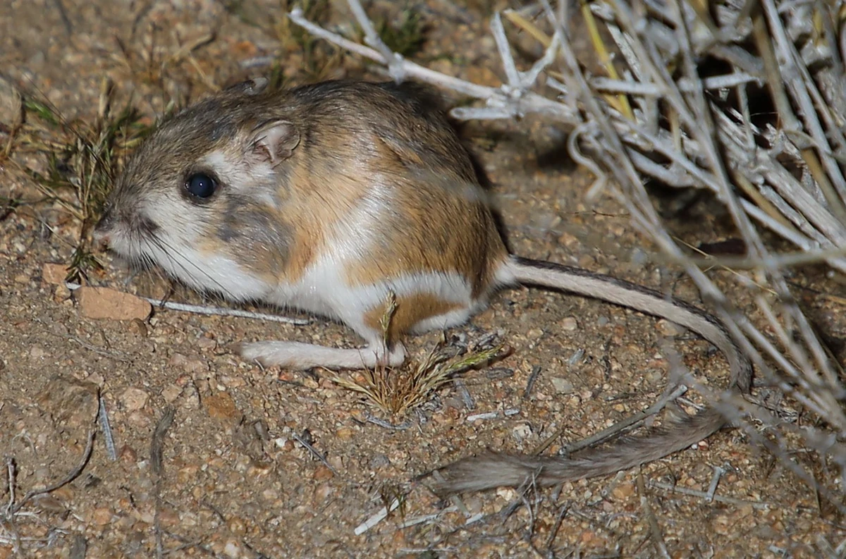 Dipodomys merriamiMerriam's Kangaroo Rat Wildlife of the American