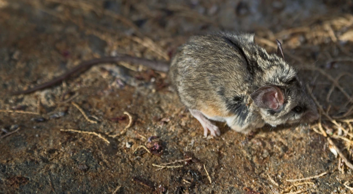 Peromyscus boyliiBrush Mouse Wildlife of the American South Wiki