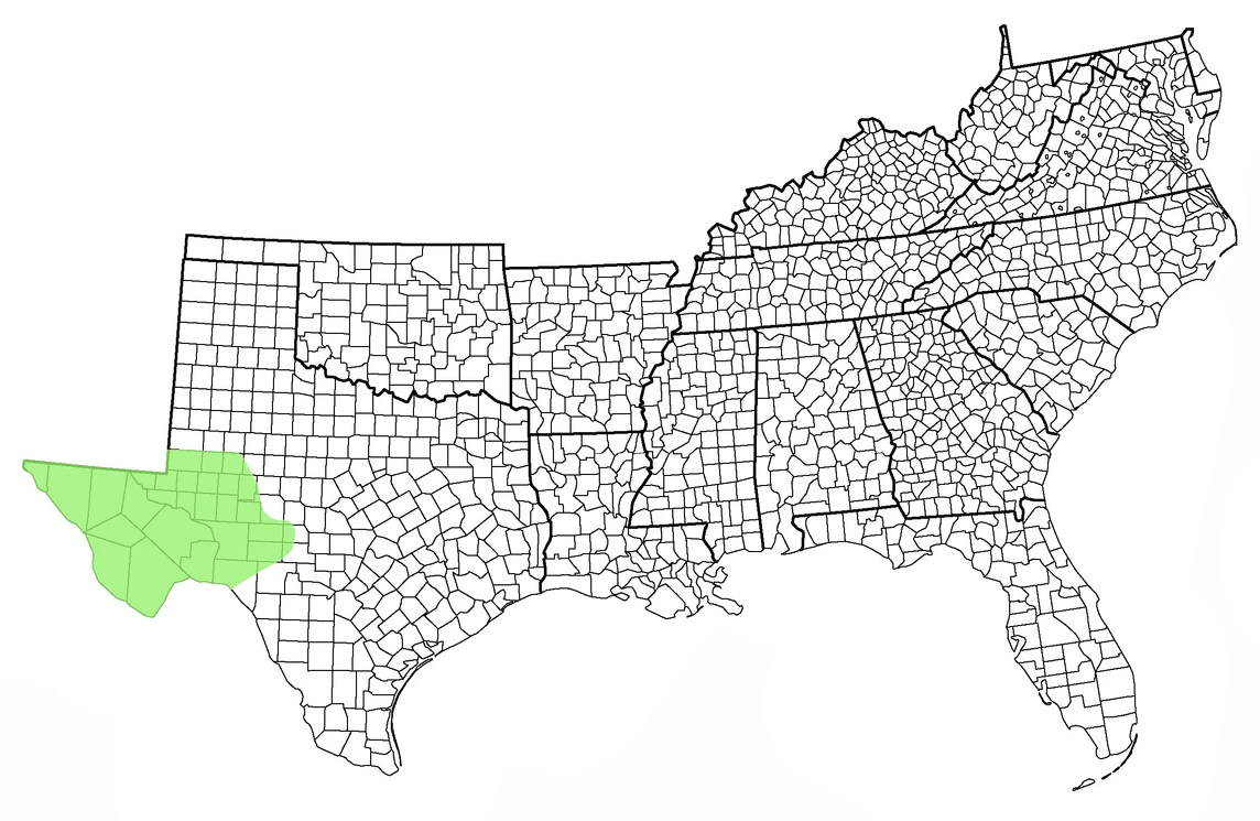 Vulpes macrotisKit Fox Wildlife of the American South Wiki Fandom