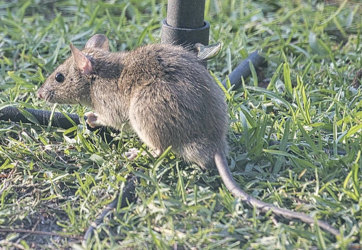 Rattus rattus-Black Rat | Wildlife of the American South Wiki | Fandom
