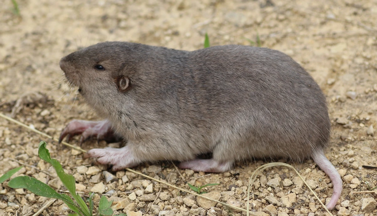 Geomys bursariusPlains Pocket Gopher Wildlife of the American South