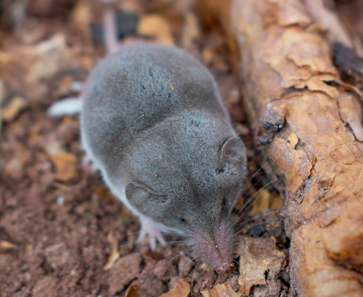 Notiosorex crawfordiDesert Shrew Wildlife of the American South Wiki