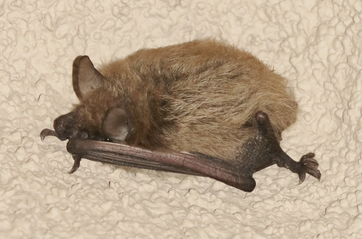 Myotis yumanensisYuma Myotis Wildlife of the American South Wiki