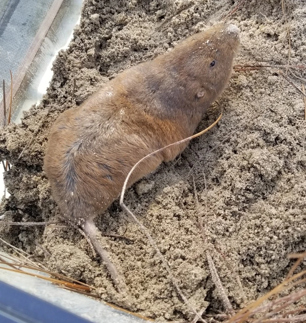 Geomys Pocket Gopher Wildlife of the American