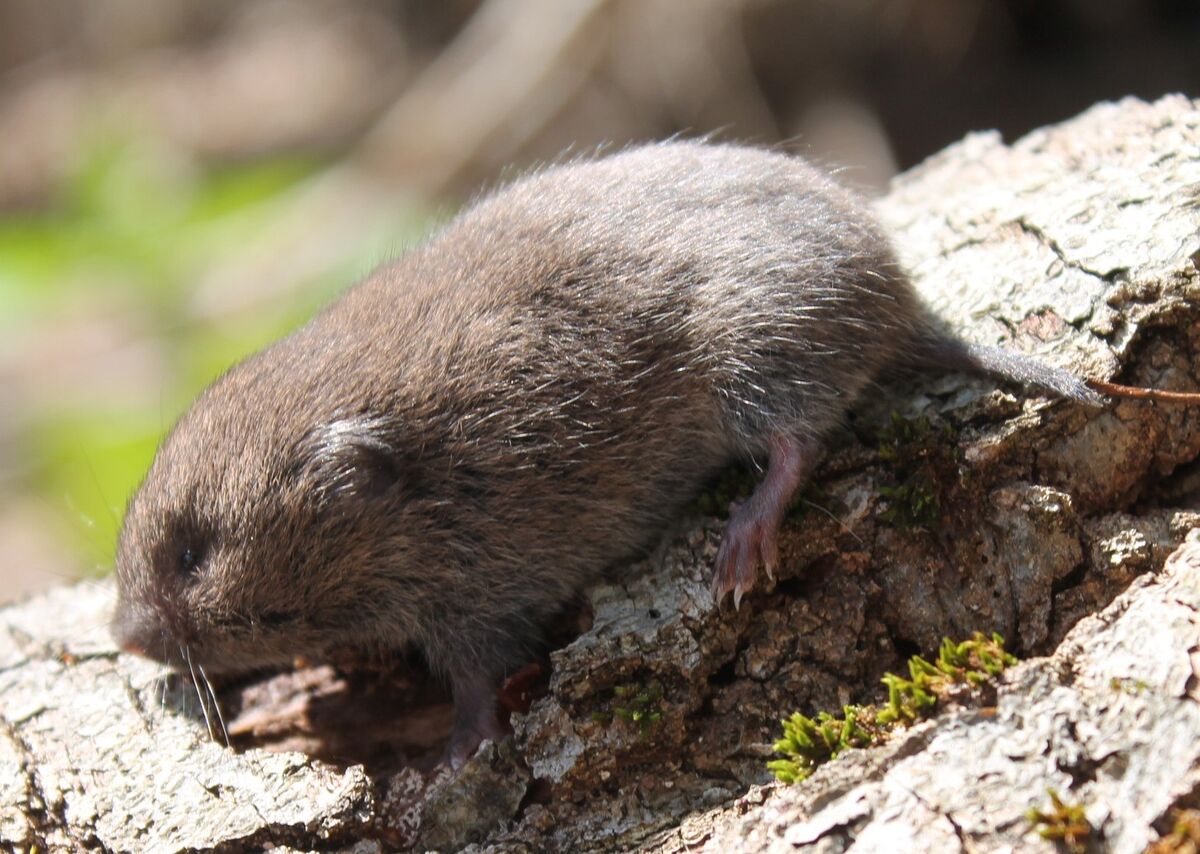 Microtus Vole Wildlife of the American South Wiki