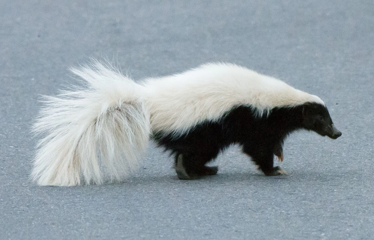 Conepatus leuconotus-American Hog-nosed Skunk | Wildlife of the