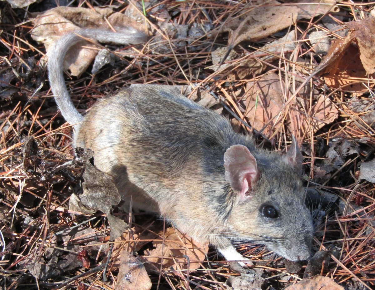Neotoma mexicanaMexican Woodrat Wildlife of the American South Wiki