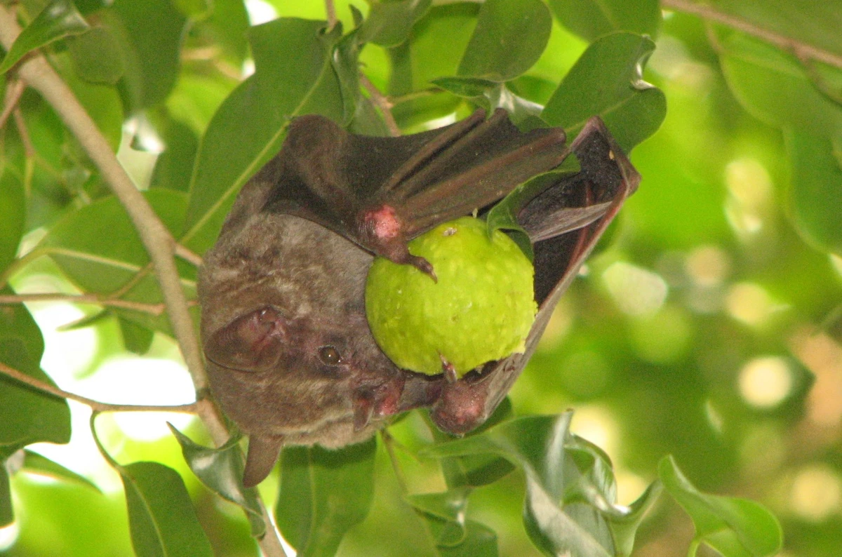 Artibeus jamaicensisJamaican Fruit Bat Wildlife of the American