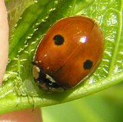 2-spotted ladybird1